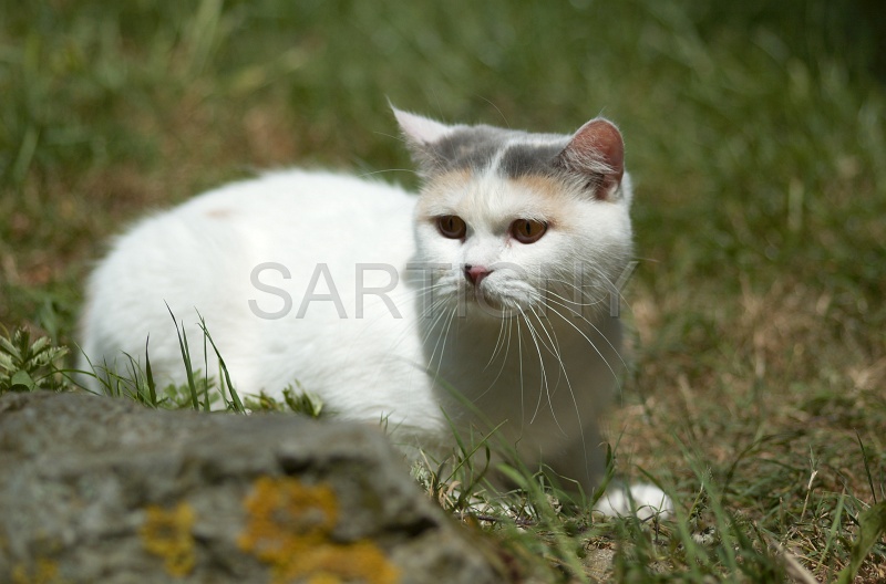BRITISH SHORTHAIR 067.jpg